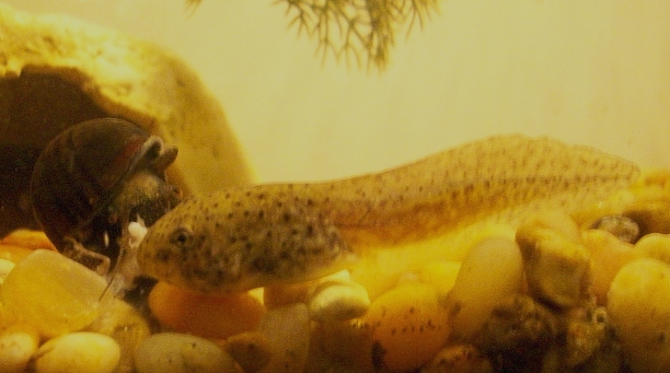 This is my bullfrog tadpole (Rana catesbeiana) eating a cricket with an apple snail (Pomacea bridgesii).