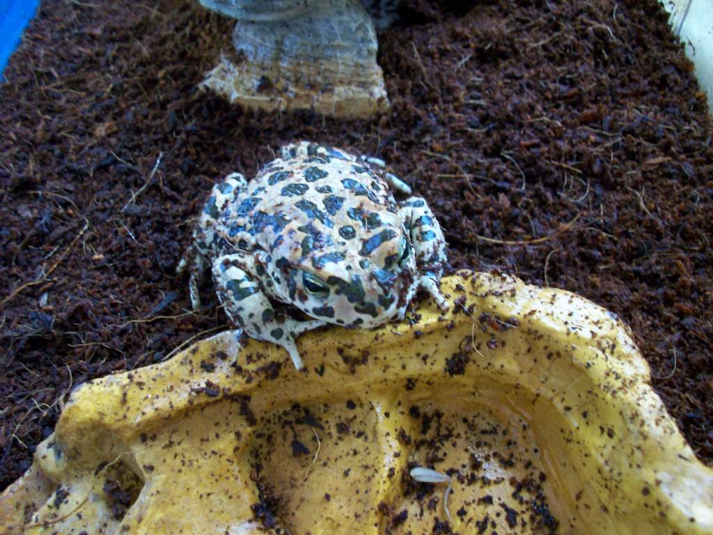 This is my European green toad (Bufo viridis). In her empty water dish lays a remnant of one of her many meals.