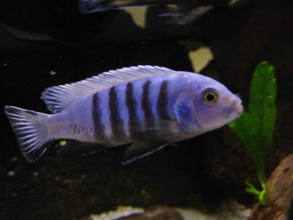 This is my favourite! It's a Kingsizei (Pseudotropheus sp. "Kingsizei") and I can't manage to capture how pretty he is.,. but he's an icy blue colour,