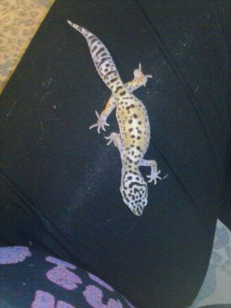 This is my female Leopard gecko Tundra!