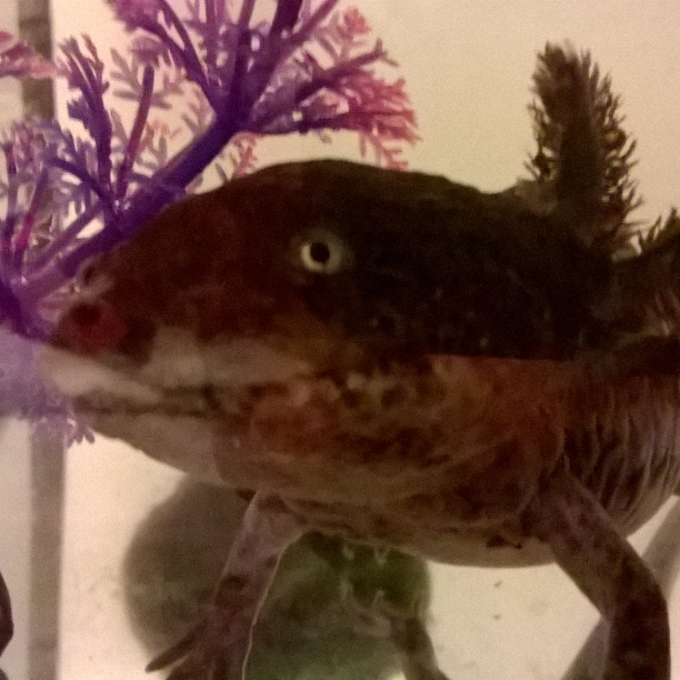 This is my first axolotl, after 3 years of bringing me complete happiness and being a silly lotl. She passed a few months back. Her name was Dyson, wi