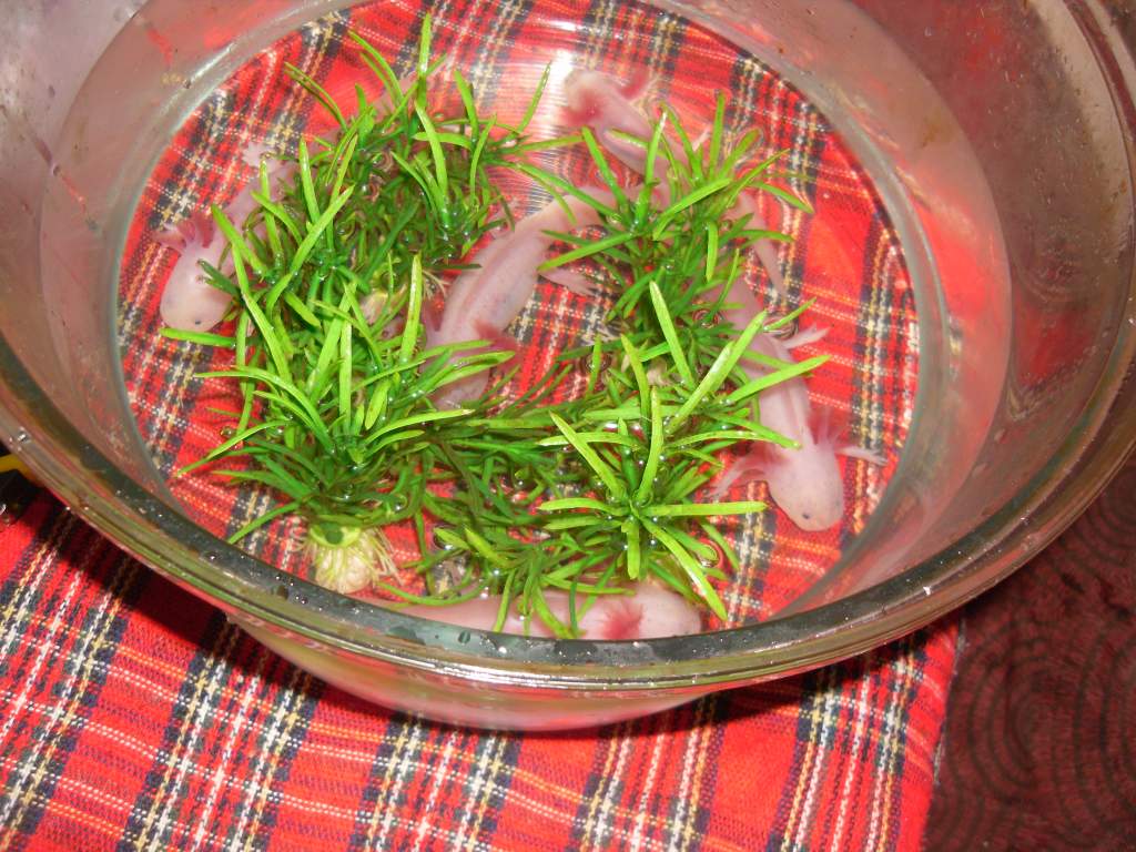 this is my five babies only in a bowl while i clean their large tank out