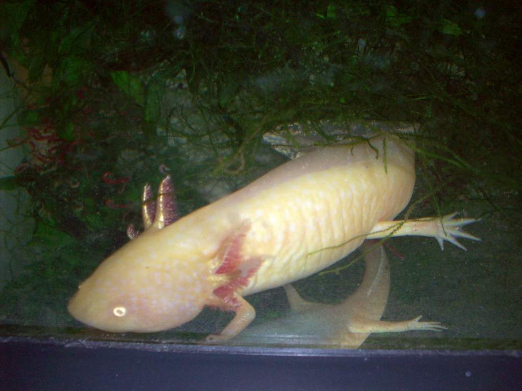 This is my Golden Albino, Zephina, anticipating being fed.