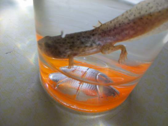 This is my green frog tadpole (Rana clamitans) in a glass cup filled with spring water while I was changing its water.