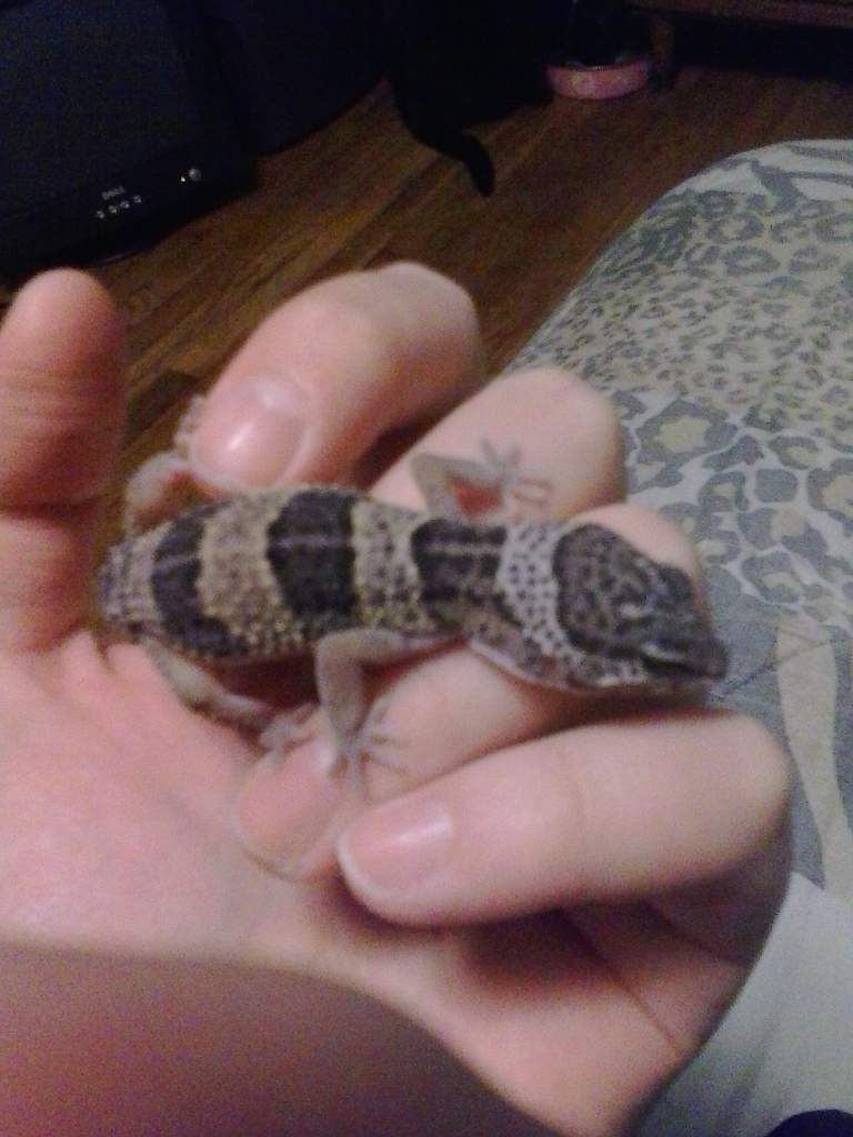 This is my lil' male Leopard gecko Argon. :)