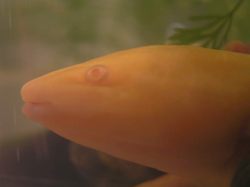 This is my newest axolotl. Her name is Cippi (chip-ee) and she is the now proud mother of about 30 eggs!