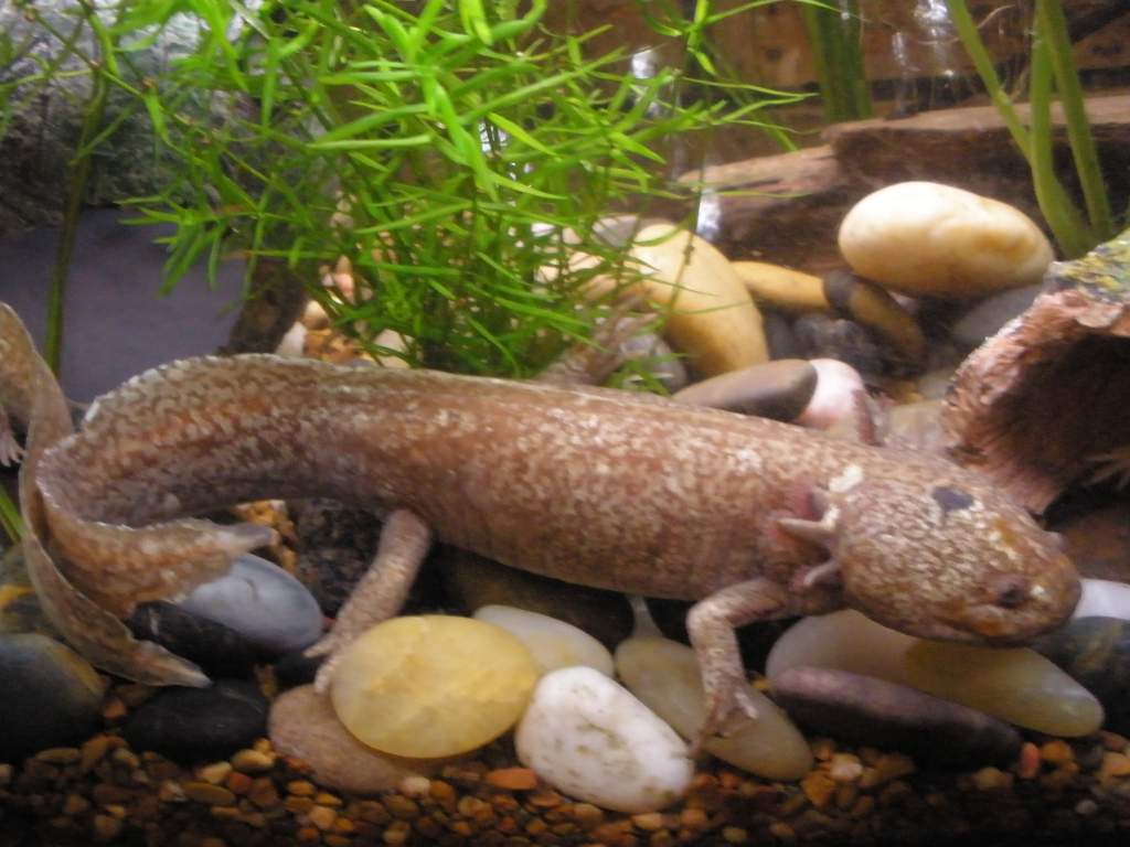 This is my oldest Axolotl. His name is Axel. I named him that before I knew that they were called Axolotls so it was a crazy co-incidence! Axel is cur