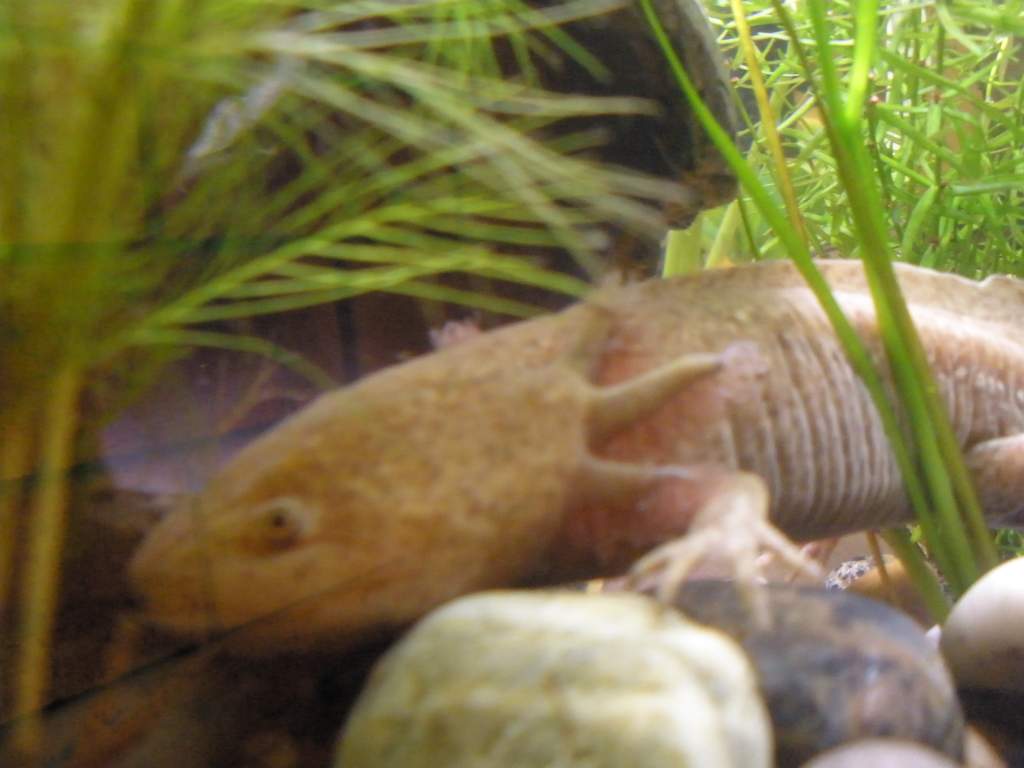 This is my second newest axolotl. His name is Clarke (clark-ee)