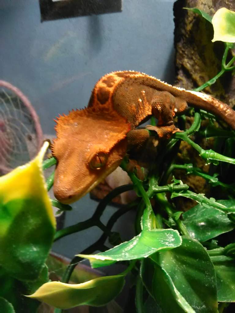 This is Oliver the crested gecko!