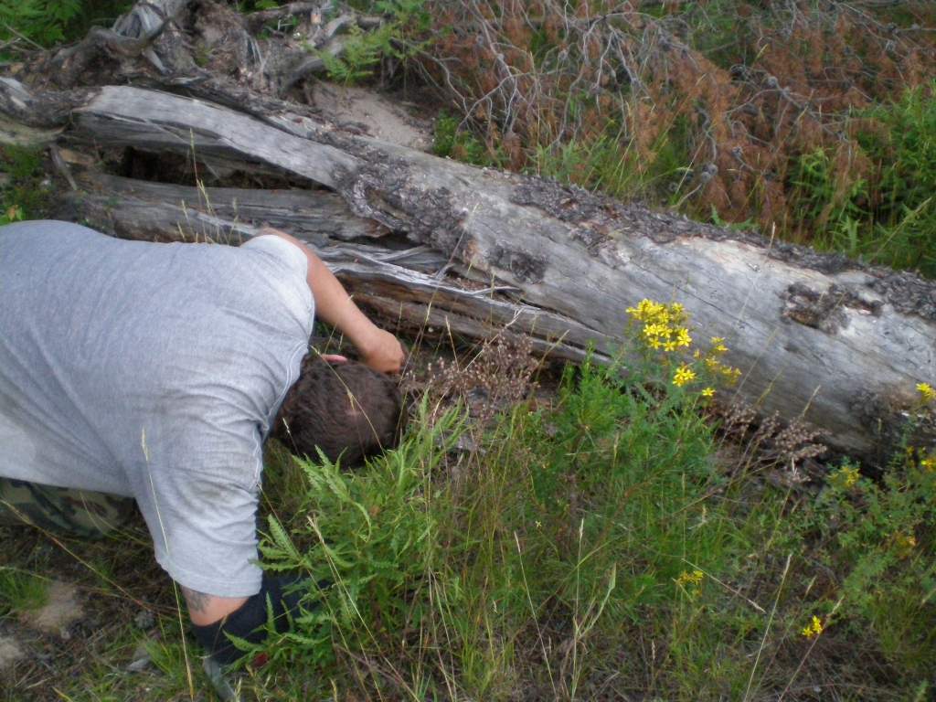 This is only an appropriate way to look for Massasauga rattlesnakes if you're a professional (which Nathan and I are).