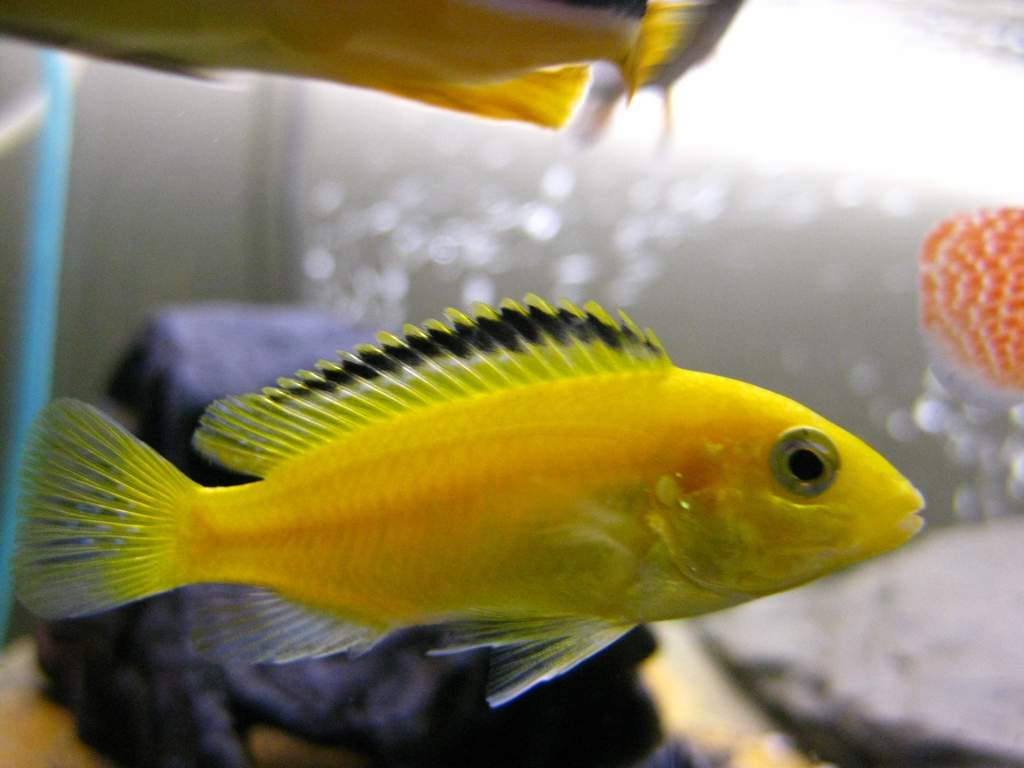 This is our female electric yellow (Labidochromis caeruleus) She was the same size as all the others, but they mostly turned out to be boys so they've