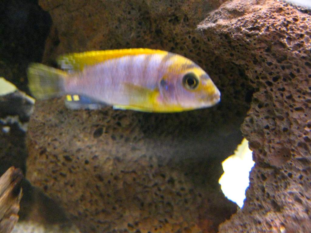 This is our Hongi (Labidochromis hongi). He's shy and hides in the rocks a lot, though he can be aggressive if he wants to. I like him :)