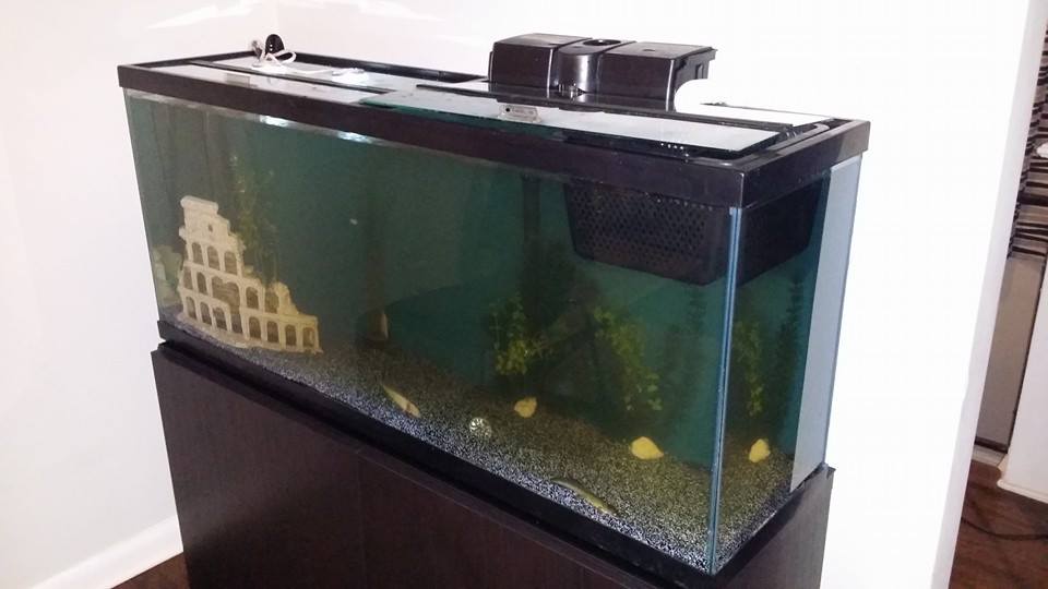 This is our new axolotl tank. Setup September 2014. 55 gallons.