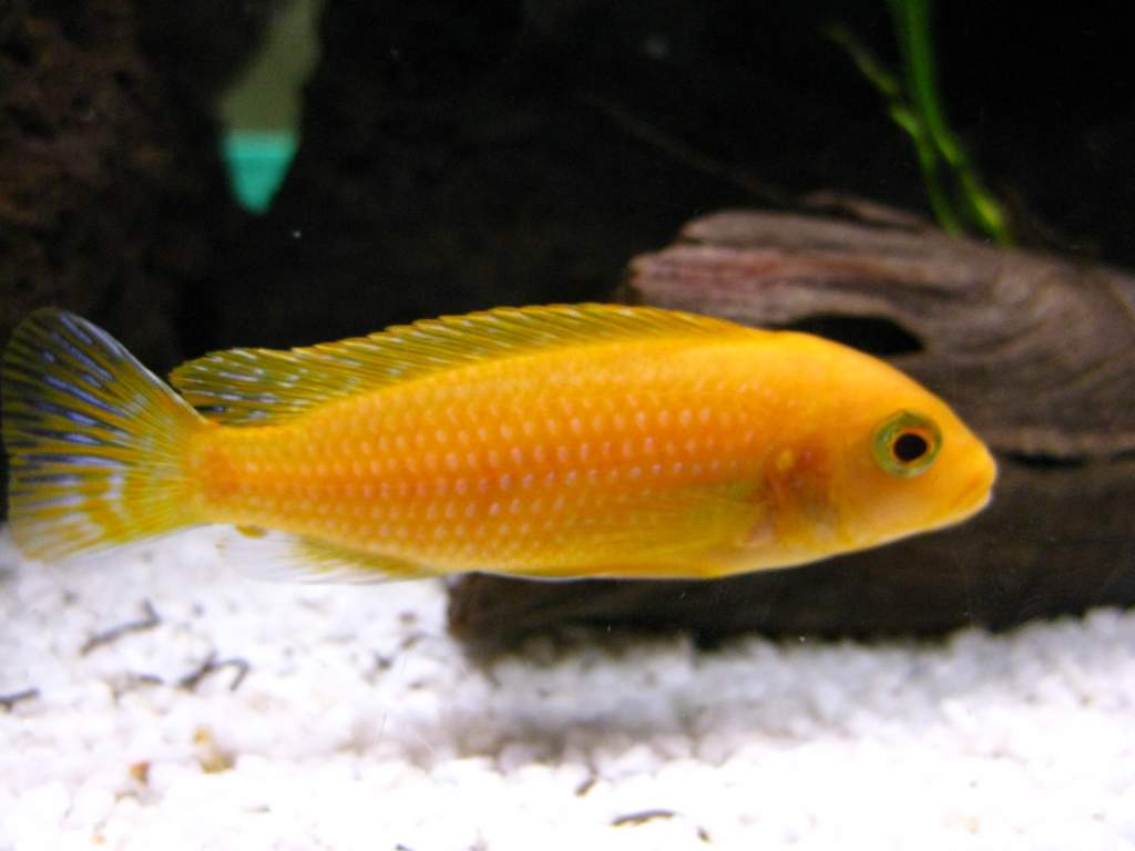 This is our red Zebra (Pseudotropheus estherae). He's pretty friendly - I love the patterns on his tail.