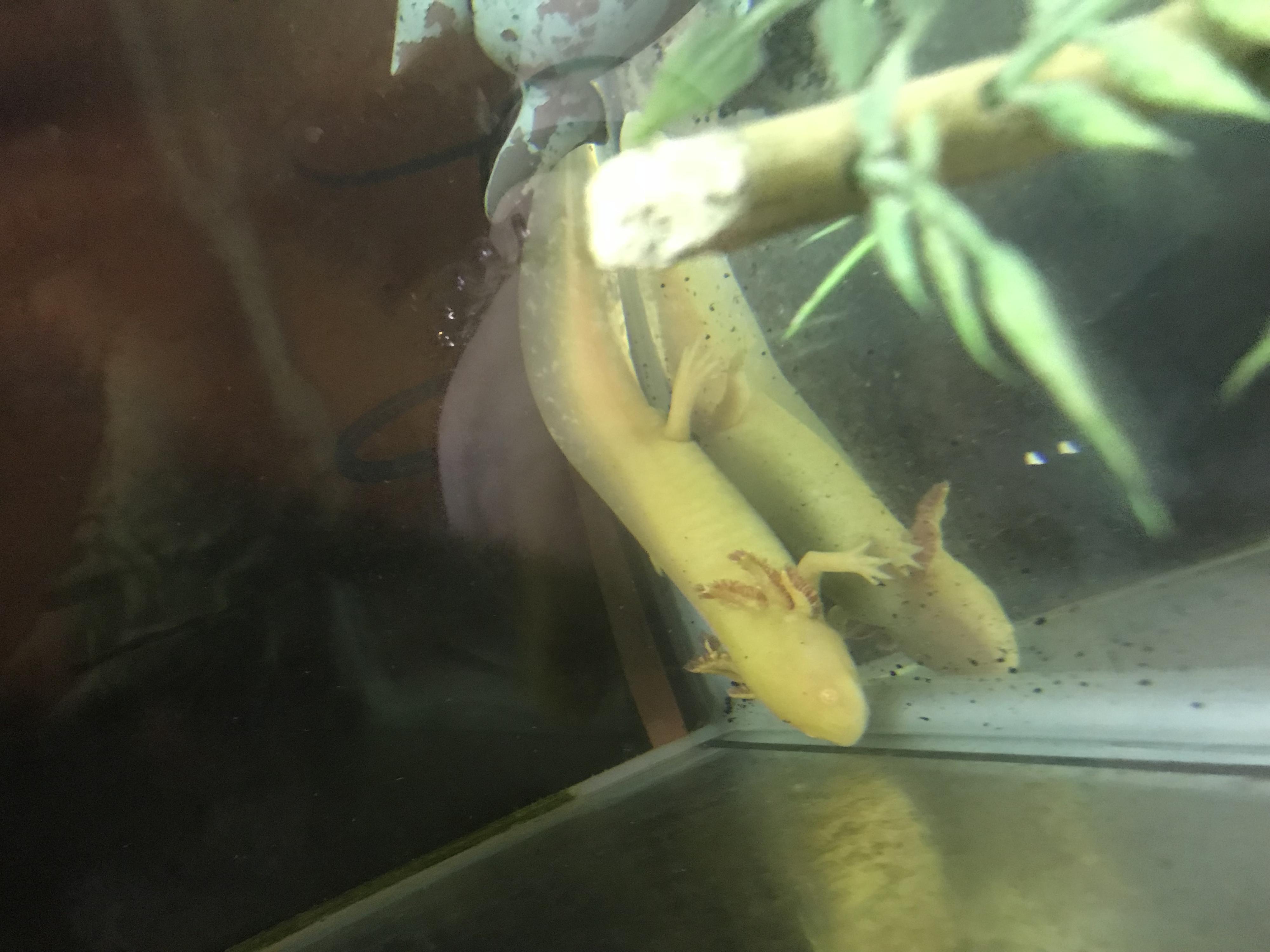 this is snitch. He was the 3rd Axolot I got. He is a golden albino.