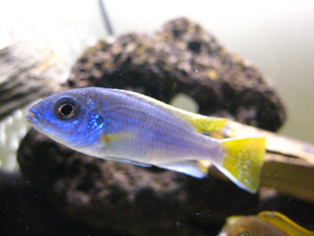 This is the Acei (Pseudotropheus sp. "Acei" (Msuli)). He's cool and he knows it.