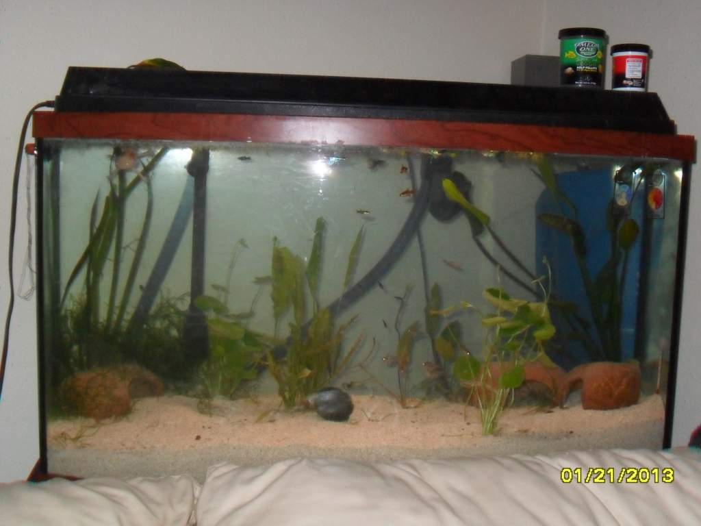 This is the first photo I took of the whole tank.
It's in a different place, now, we rearranged the whole apartment.
(: