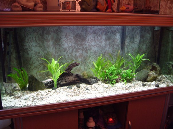 This is the tank =] Its been set up for 2 years now. I just need a few more plants tho lol, Some may complain about my gravel size but i hand feed and