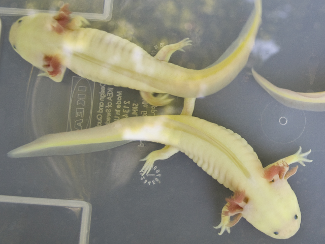 This is them now (mid-june), after having fully grown back their limbs and grown a bit as well.