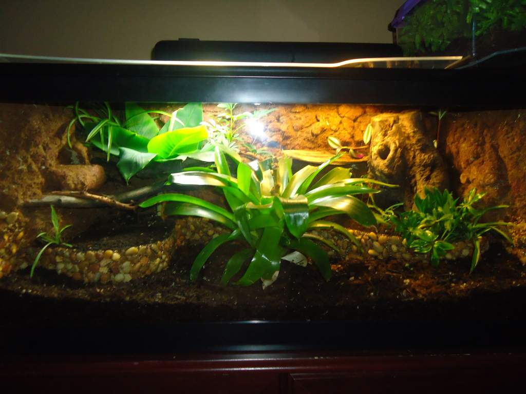 This is what my 40 Gal looks like now of Aug 3rd 2011 :3