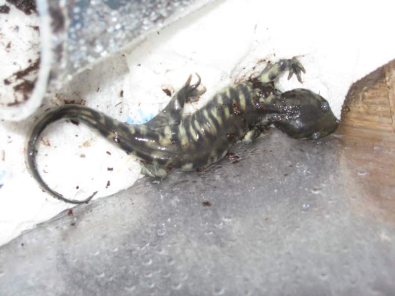 This is what my salamander looked like the day he arrived.