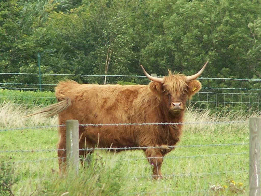 This one wasn't actually one of mine...encountered him whilst out walking the dog and decided he was so beautiful, I have to get a photo.