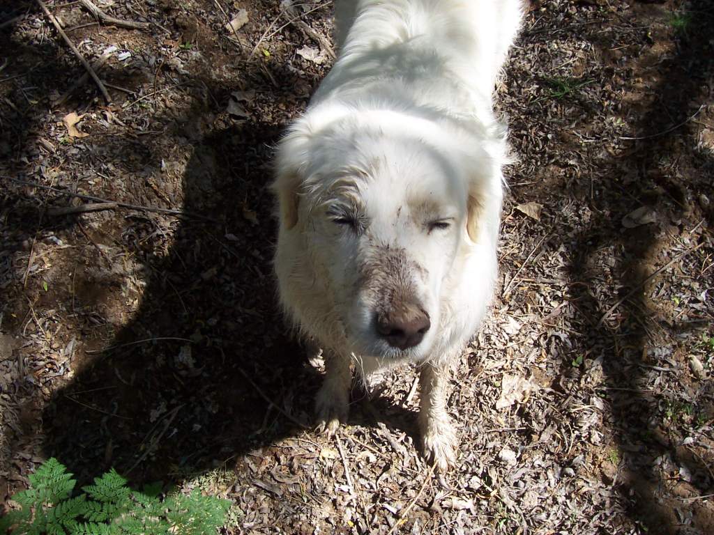 This picture does not do justice to the muddy mess she made of herself!  But that smudge on her nose prooves how hard she played to get so muddy!