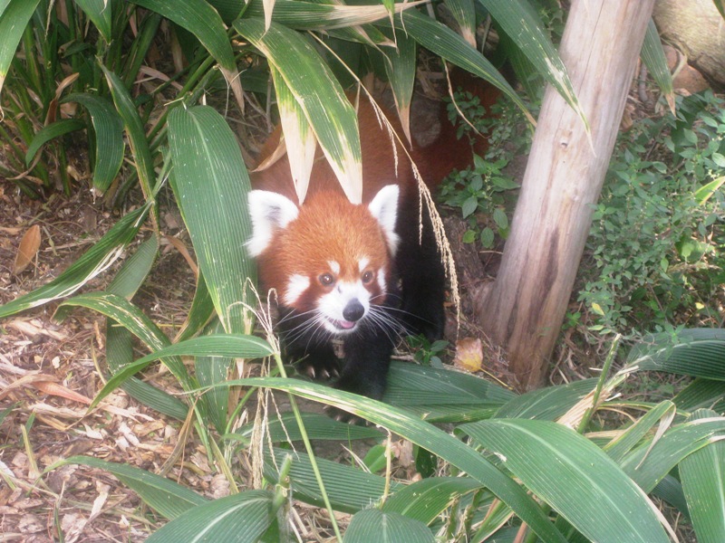 This Red Panda wouldn't stay still long enough to take a decent shot of him.  This one was a delightful fluke.