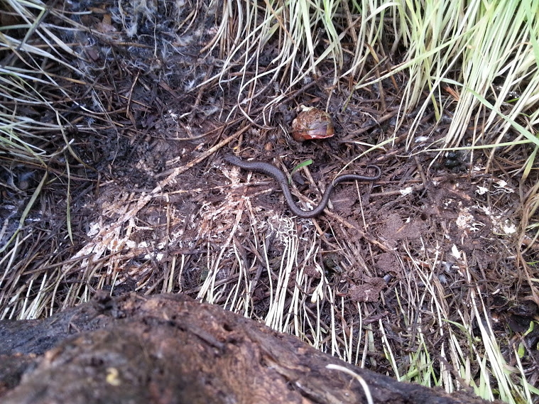 This salamander had a longer tail than most of the others I have seen.