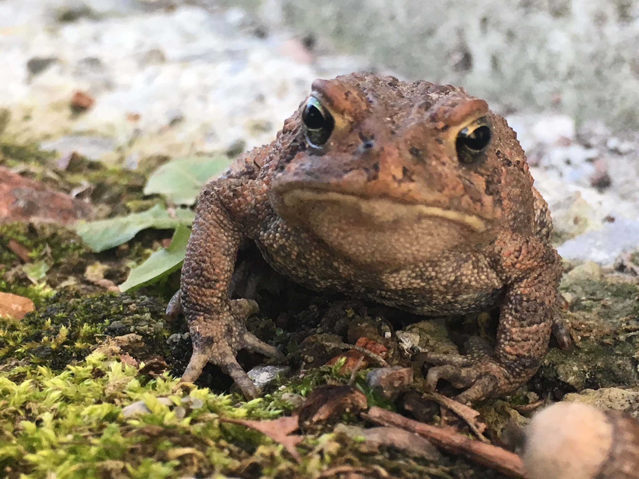 This was the second toad of the season. It’s been pretty cold here so I haven’t been able to find many herps but I’m glad to see some familiar (and gr