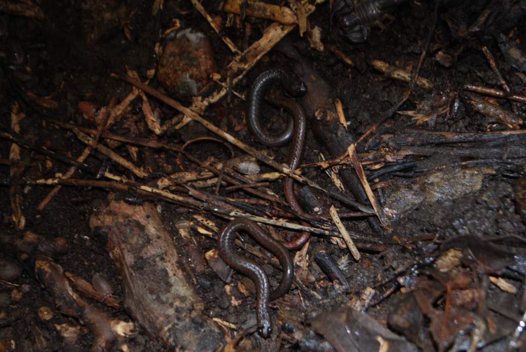 Three Batrachoseps attenuatus and a scorpion under one rock!