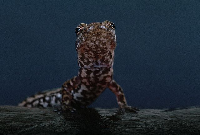 Three Lined Salamander (looking at you)