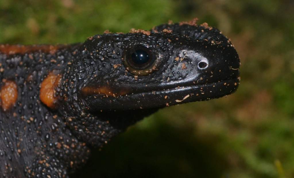 Tiannan Crocodile Newt Female
Nomenclature: Tylototriton yangi

© 2013 (These are my own photographs, please ask permission before using)