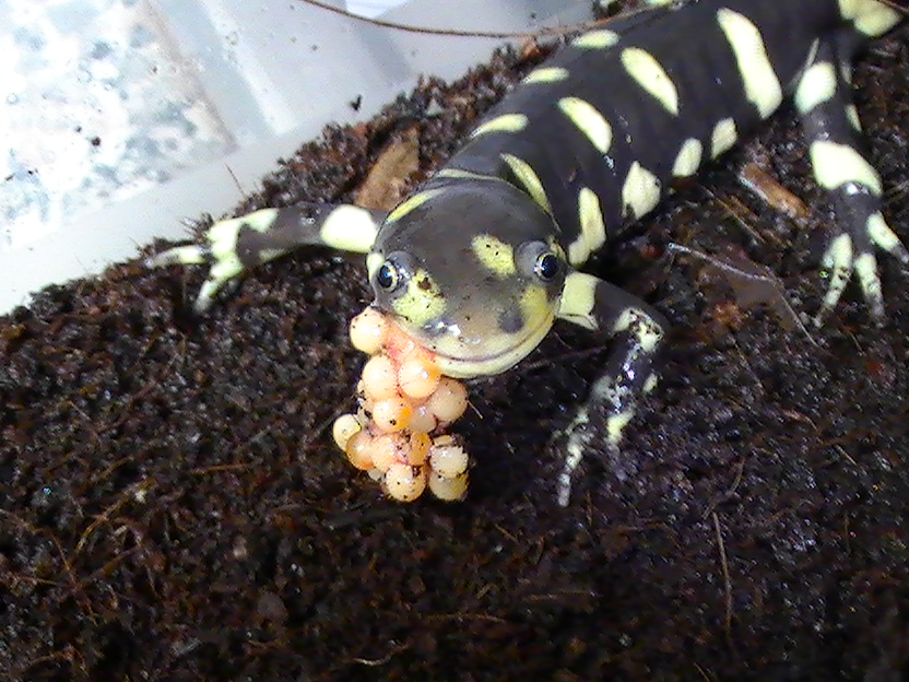 tiger sal eating fish eggs