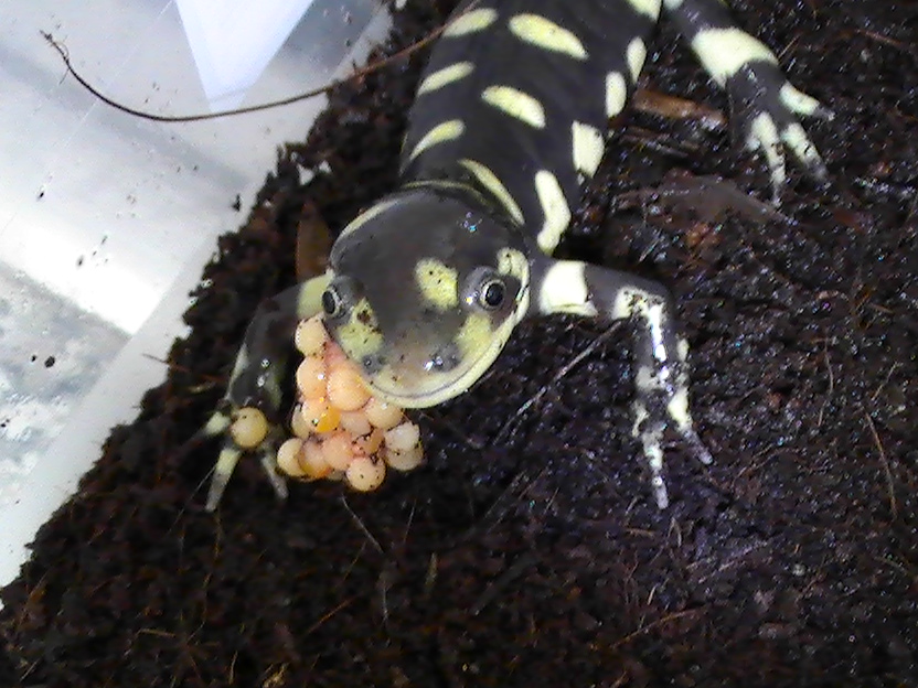 tiger sal eating fish eggs