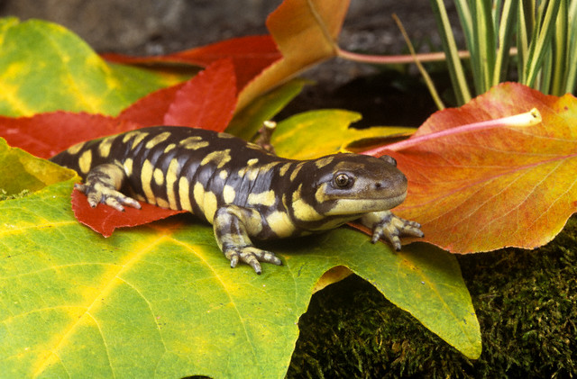 Tiger Salamander (Ambystoma tigrinum nebulosum)