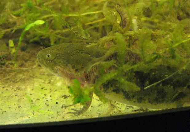 Tiger salamander larva