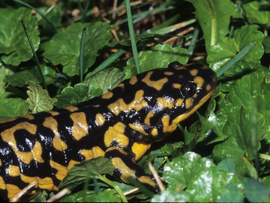 Tiger Salamander Morris Minnesota