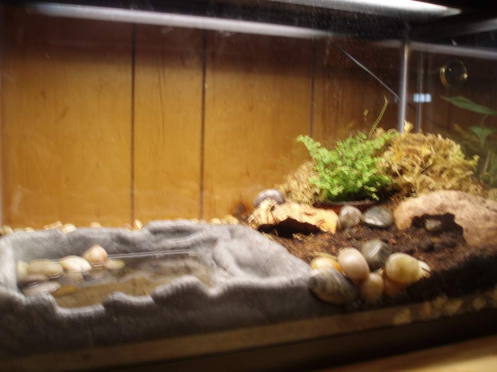 Tiger salamander set up.