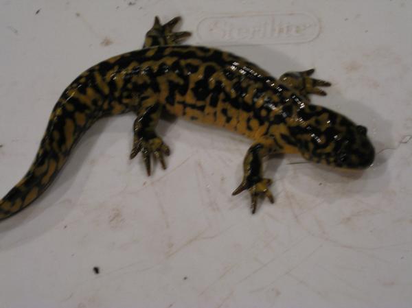 tiger salamander