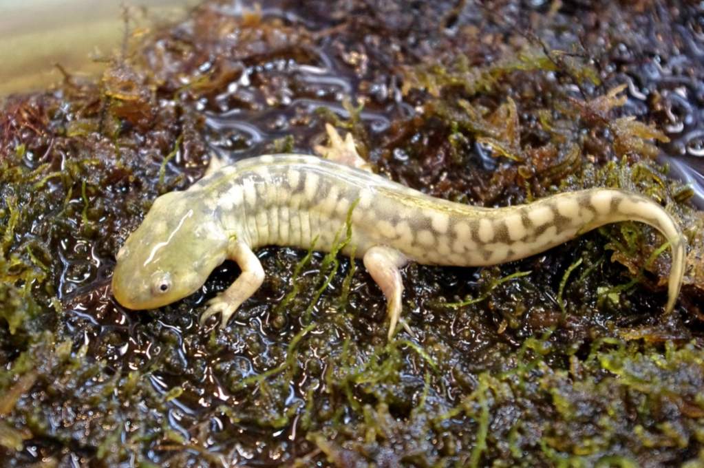 Tiger salamander