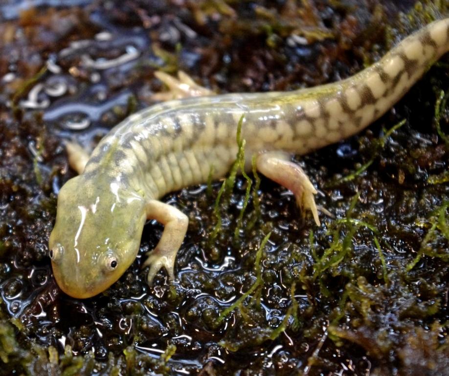 Tiger salamander