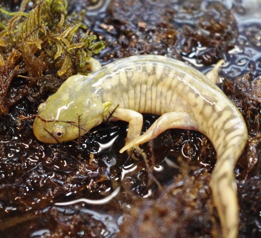 Tiger salamander