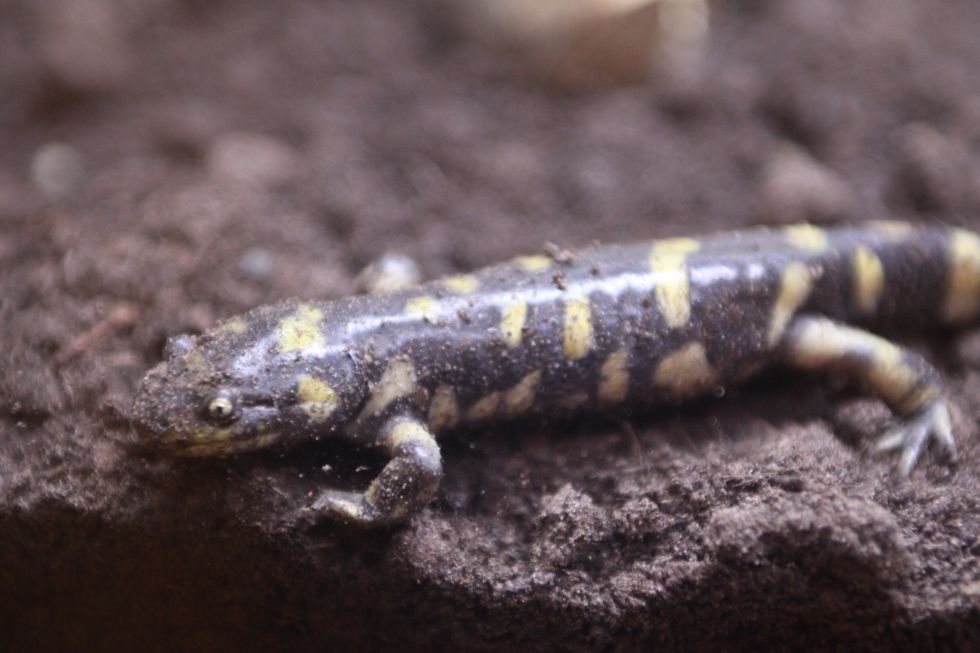 Tiger Salamander