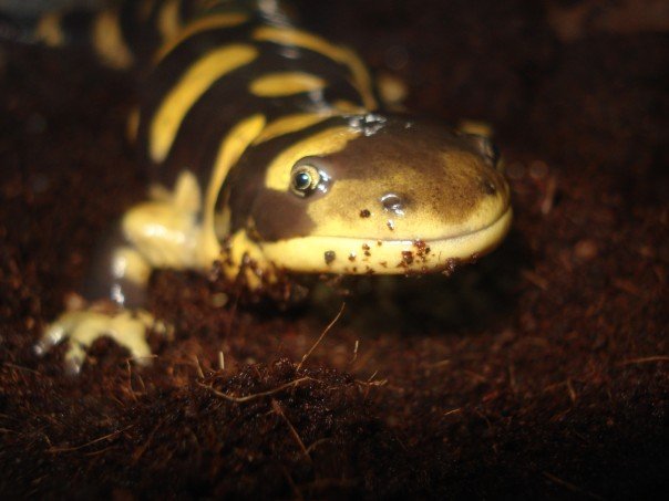 Tiger Salamander