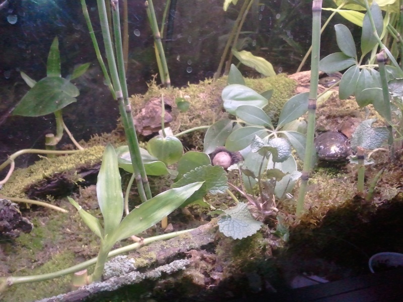 Tiger salamanders, Burtha & Ernie (can't tell which is which from this angle)

Added some more plants.  An umbrella plant, 3 stalks of lucky bamboo, a