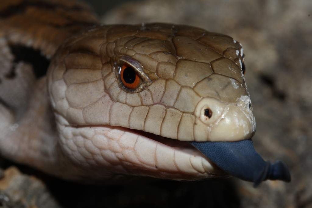 Tiliqua gigas evanescens