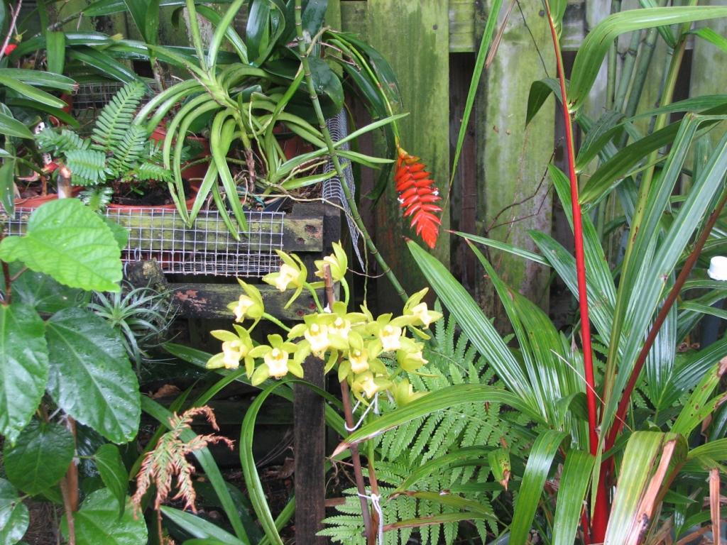 Tillandsia dyeriana & misc. orchids