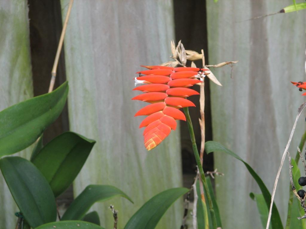 Tillandsia dyeriana