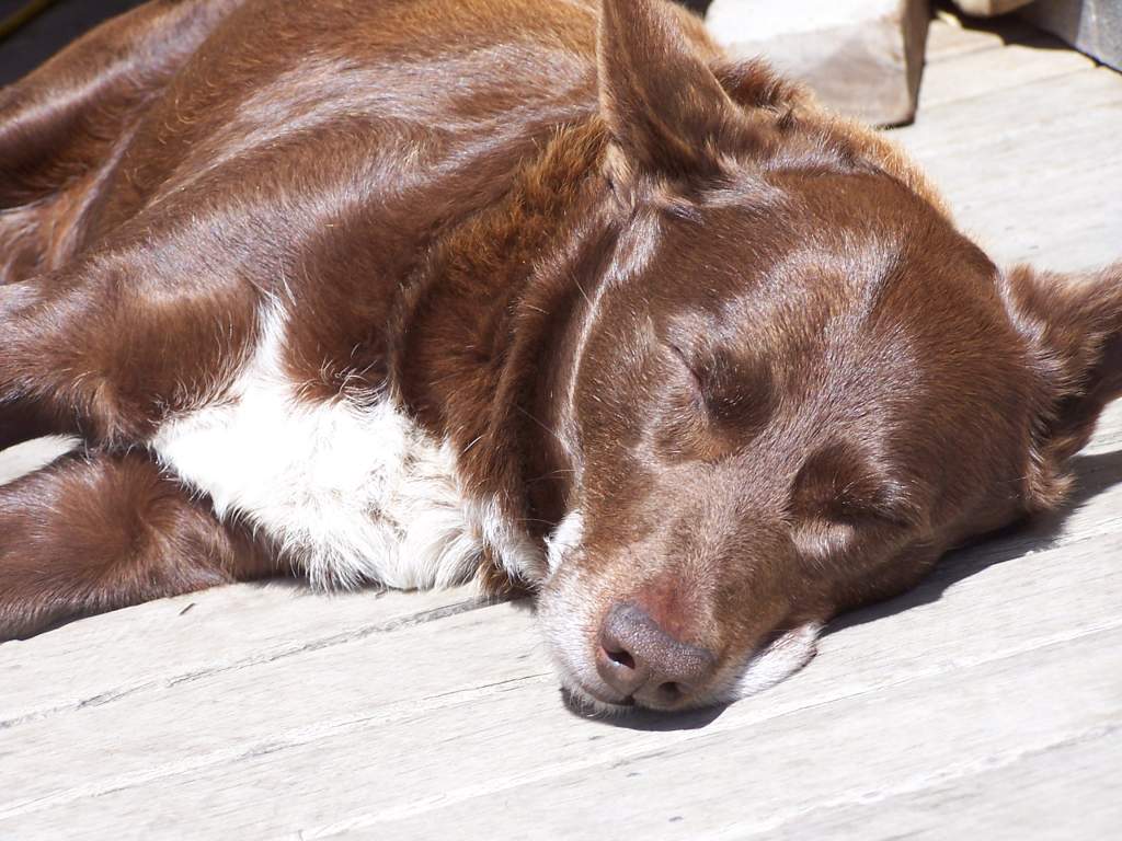 Tilly (Breed- Red Kelpie Cloud)